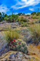 Known commonly as the hedgehog cactus Echinocereus sp., east Utah photo