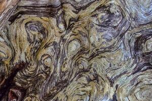 Patterns of layers of wood on dead pine trees on the shores of the Pacific Ocean in Olympic National Park, Washington photo