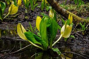 Western Skunk Cabbage Lysichiton americanus in a red alder grove, Olympic National Park photo