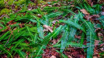 Swamp plants, mosses and ferns in a damp forest. Washington State photo