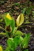 Western Skunk Cabbage Lysichiton americanus in a red alder grove, Olympic National Park photo