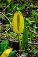 Western Skunk Cabbage Lysichiton americanus in a red alder grove, Olympic National Park photo
