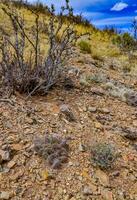 Desert succulents, cacti, prickly pear Cylindropuntia and Opuntia sp. and yucca on a hillside in Colorado, US photo