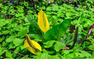 Western Skunk Cabbage Lysichiton americanus in a red alder grove, Olympic National Park, Washington photo