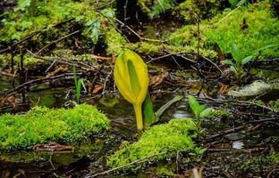 Western Skunk Cabbage Lysichiton americanus in a red alder grove, Olympic National Park photo