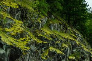 Swamp plants, mosses and ferns in a damp forest. Washington State photo