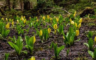 Western Skunk Cabbage Lysichiton americanus in a red alder grove, Olympic National Park photo