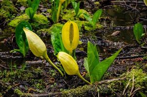 Western Skunk Cabbage Lysichiton americanus in a red alder grove, Olympic National Park photo
