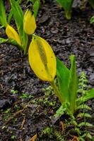 Western Skunk Cabbage Lysichiton americanus in a red alder grove, Olympic National Park photo