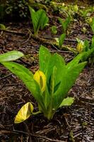 Western Skunk Cabbage Lysichiton americanus in a red alder grove, Olympic National Park photo