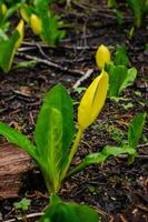 Western Skunk Cabbage Lysichiton americanus in a red alder grove, Olympic National Park photo