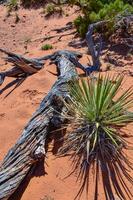 Dry tree trunk against the background of an erosional landscape, Arches NP, Moab, Utah, US photo