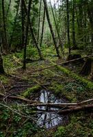 Swamp plants, mosses and ferns in a damp forest. Washington State photo