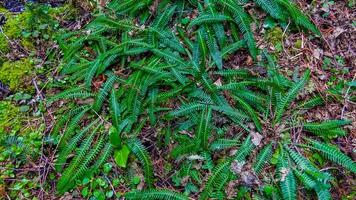 Swamp plants, mosses and ferns in a damp forest. Washington State photo