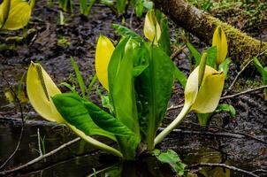 Western Skunk Cabbage Lysichiton americanus in a red alder grove, Olympic National Park photo