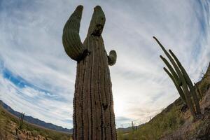 Landscape of a stone desert, photo of a cactus with a Fish Eye lens, Giant cactus Saguaro cactus Carnegiea gigantea, Arizona