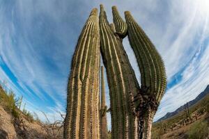Landscape of a stone desert, photo of a cactus with a Fish Eye lens, Giant cactus Saguaro cactus Carnegiea gigantea, Arizona