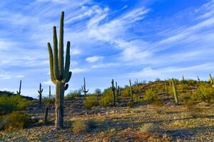 Large cacti in Arizona against a blue sky, desert landscape. Saguaro Cactuses Carnegiea gigantea photo