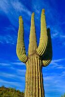 Saguaro Cactus Carnegiea gigantea in desert, giant cactus against a blue sky in winter photo