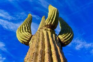 Saguaro Cactus Carnegiea gigantea in desert, giant cactus against a blue sky in winter photo