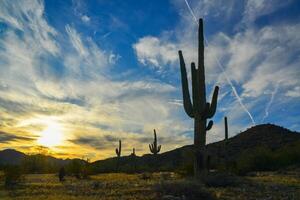 Saguaro Cactus Carnegiea gigantea in desert, giant cactus against a blue sky in winter in the desert of Arizona photo