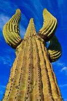 Saguaro Cactus Carnegiea gigantea in desert, giant cactus against a blue sky in winter photo