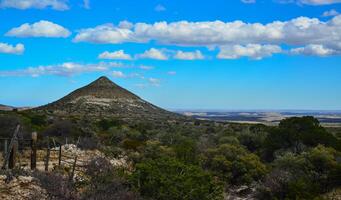 Dry tree, cacti and other desert plants on a cone-shaped landscape in Guadalupe National Park, New Mexico photo