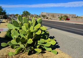Opuntia sp. cactus and Agava sp. in landscape design near a road in a small town in New Mexico, USA photo