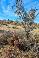 Landscape of a stone desert, Group of cacti among stones -Echinocereus engelmanii, Joshua Tree National Park photo