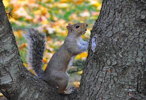 Eastern Gray Squirrel Sciurus carolinensis photo