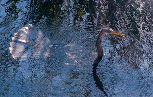 An Anhinga Anhinga anhinga, waterfowl fishing underwater in a lake in Florida photo