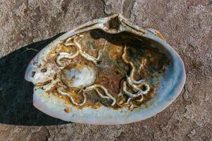 Mollusks Crepidula -Gastropoda attached to the shell on the sandy shore of a beach near Brighton Beach photo