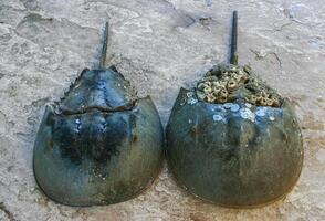 The female horseshoe crab Limulus polyphemus, An animal washed up by a storm on a sandy beach in Brighton Beach, New York, USA photo