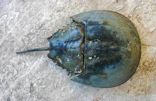 The female horseshoe crab Limulus polyphemus, An animal washed up by a storm on a sandy beach in Brighton Beach, New York, USA photo