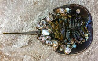 Mollusks attached to the shell of a horseshoe crab and washed up by a storm on the sandy shore of a beach near Brighton Beach photo