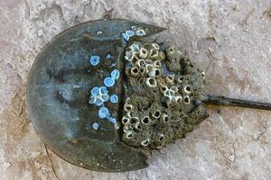 The female horseshoe crab Limulus polyphemus, An animal washed up by a storm on a sandy beach in Brighton Beach, New York, USA photo