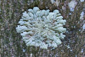 Lichen - it symbiosis fungus and algae that live in the most extreme conditions photo