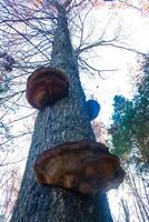 Parasitic fungi Tinder fungus on a tree trunk in the autumn forest, Princeton County photo