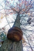 Parasitic fungi Tinder fungus on a tree trunk in the autumn forest, Princeton County photo
