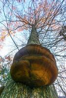 Parasitic fungi Tinder fungus on a tree trunk in the autumn forest, Princeton County photo