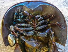 The female horseshoe crab Limulus polyphemus, An animal washed up by a storm on a sandy beach in Brighton Beach, New York, USA photo