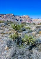 Yucca brevifolia tree, spiny cacti and other desert plants in rock desert in the foothills, California photo
