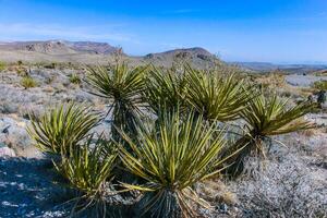 yuca brevifolia árbol, espinoso cactus y otro Desierto plantas en rock Desierto en el estribaciones, California foto
