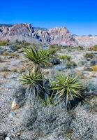 Yucca brevifolia tree, spiny cacti and other desert plants in rock desert in the foothills, California photo