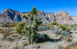 Yucca brevifolia tree, spiny cacti and other desert plants in rock desert in the foothills, California photo