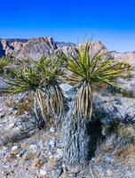 Yucca brevifolia tree, spiny cacti and other desert plants in rock desert in the foothills, California photo