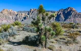 Yucca brevifolia tree, spiny cacti and other desert plants in rock desert in the foothills, California photo