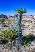 Yucca brevifolia tree, spiny cacti and other desert plants in rock desert in the foothills, California photo