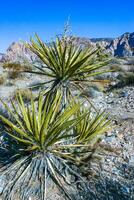 Yucca brevifolia tree, spiny cacti and other desert plants in rock desert in the foothills, California photo