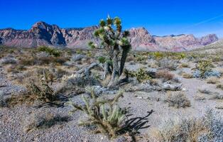 Yucca brevifolia tree, spiny cacti and other desert plants in rock desert in the foothills, California photo